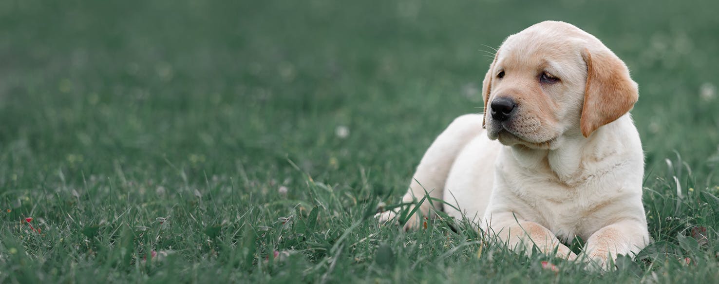 Can dogs clearance eat dried fruit