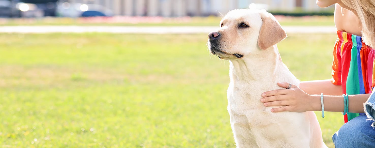 will a labrador defend you