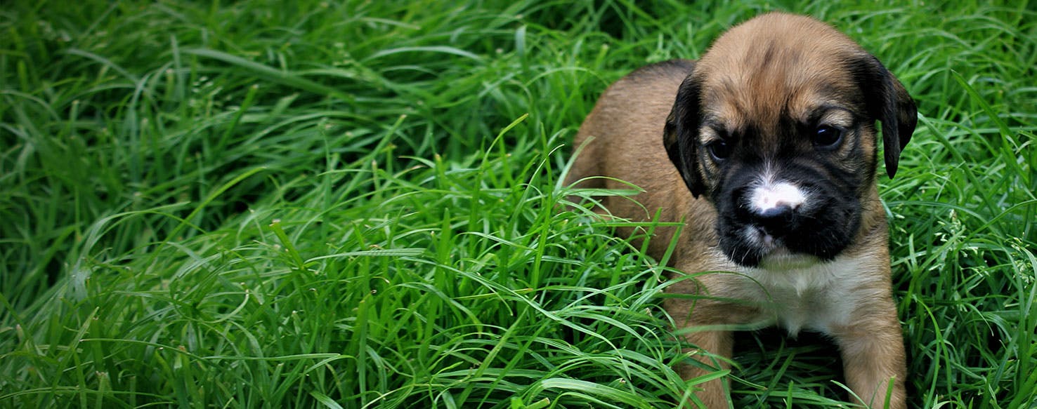 do dogs forget you when you go on vacation