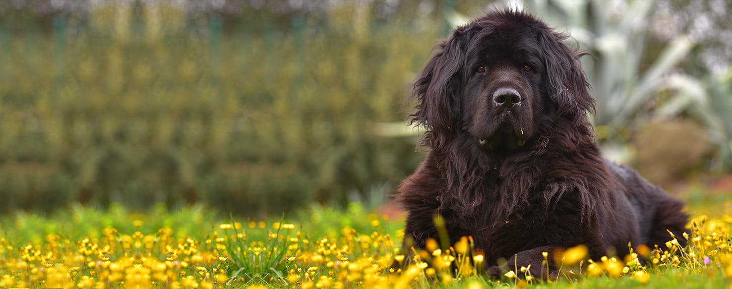 Can Newfoundland Dogs Live in Apartments?
