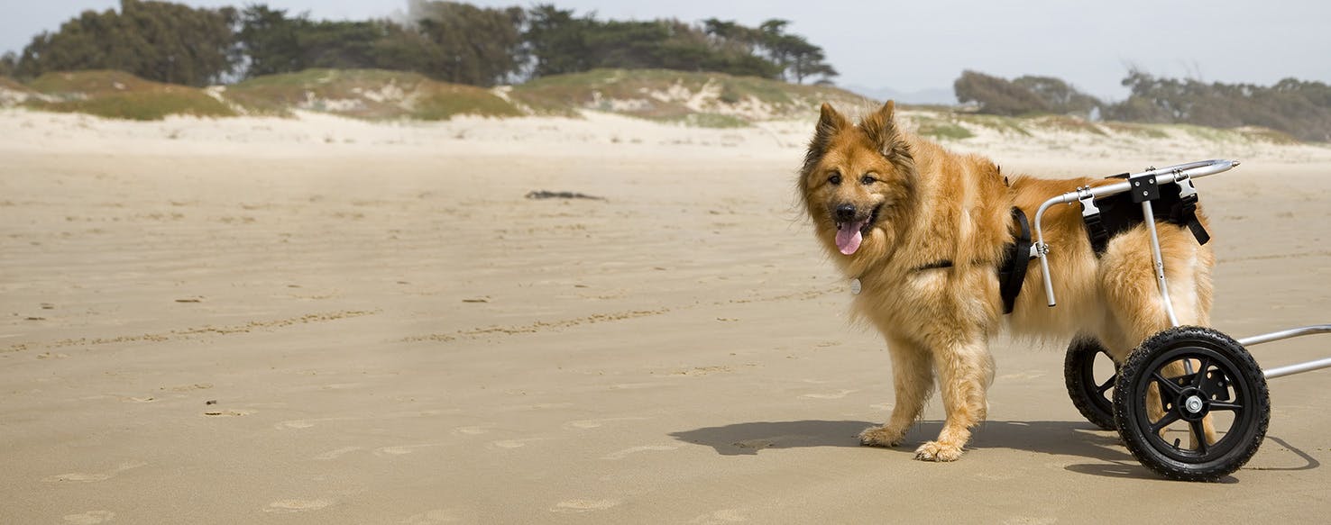 Can Dogs Live a Normal Life with Hip Dysplasia?