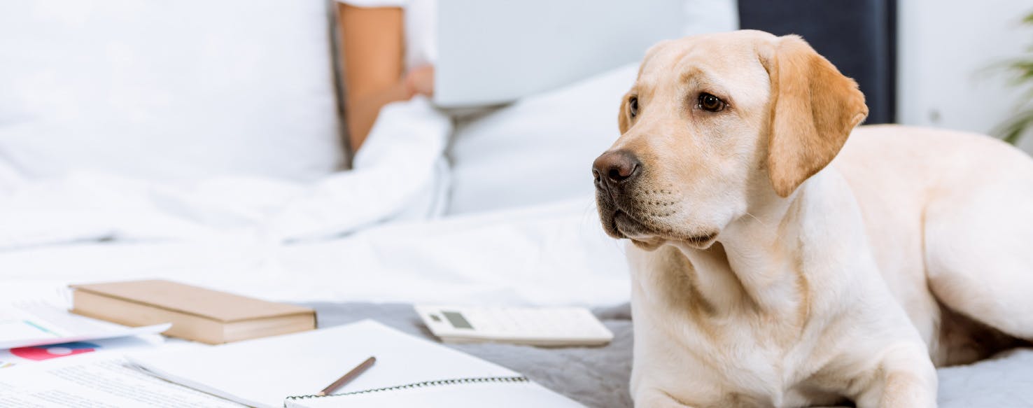 Can Dogs Help You Sleep?