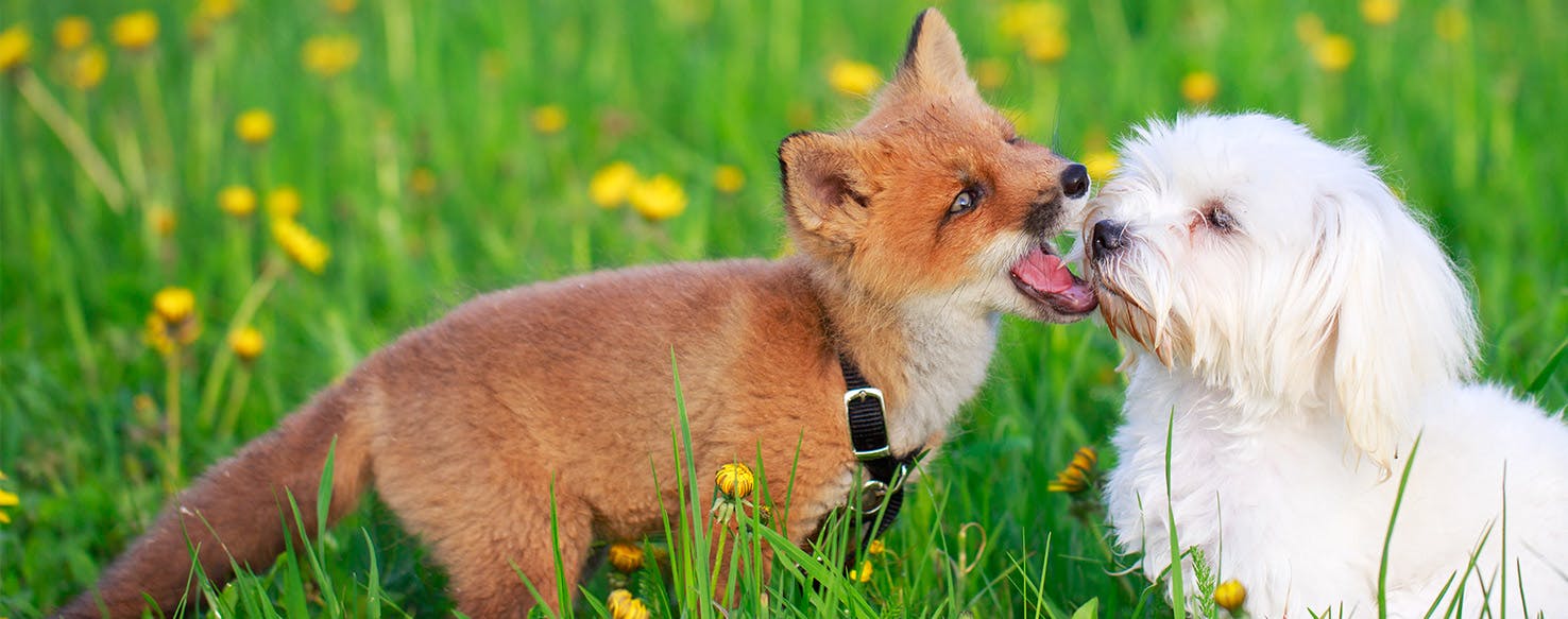 do foxes and dogs get along