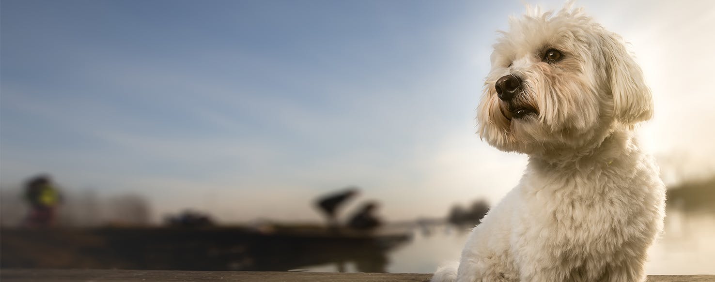 Can Dogs Detect Carbon Monoxide?