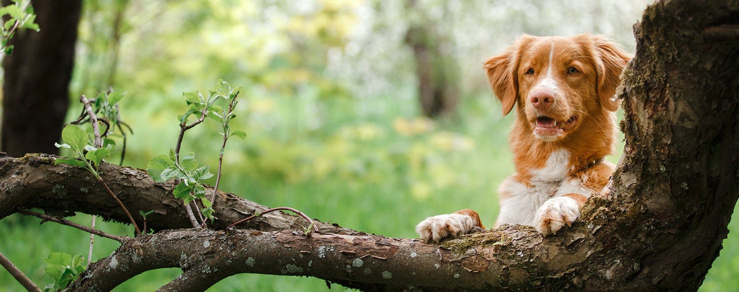 Treeing Walker Coonhound Climbing Tree