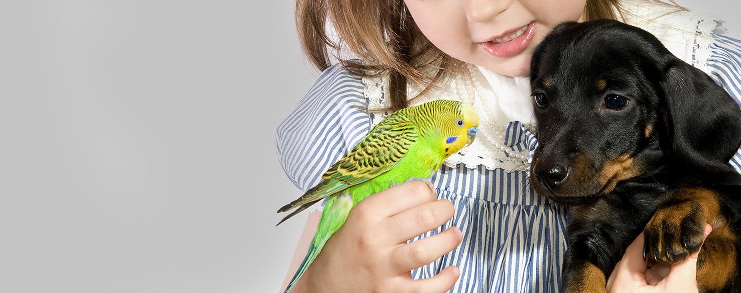 Can Dogs Live With Parrots?