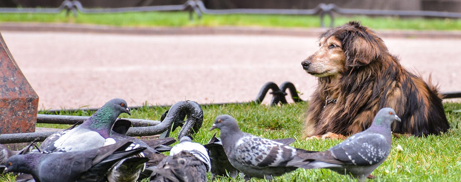 Dog sales with bird