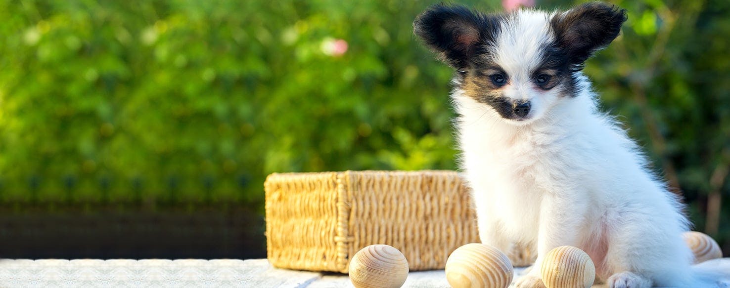 Can Dogs Live with Herniated Discs?