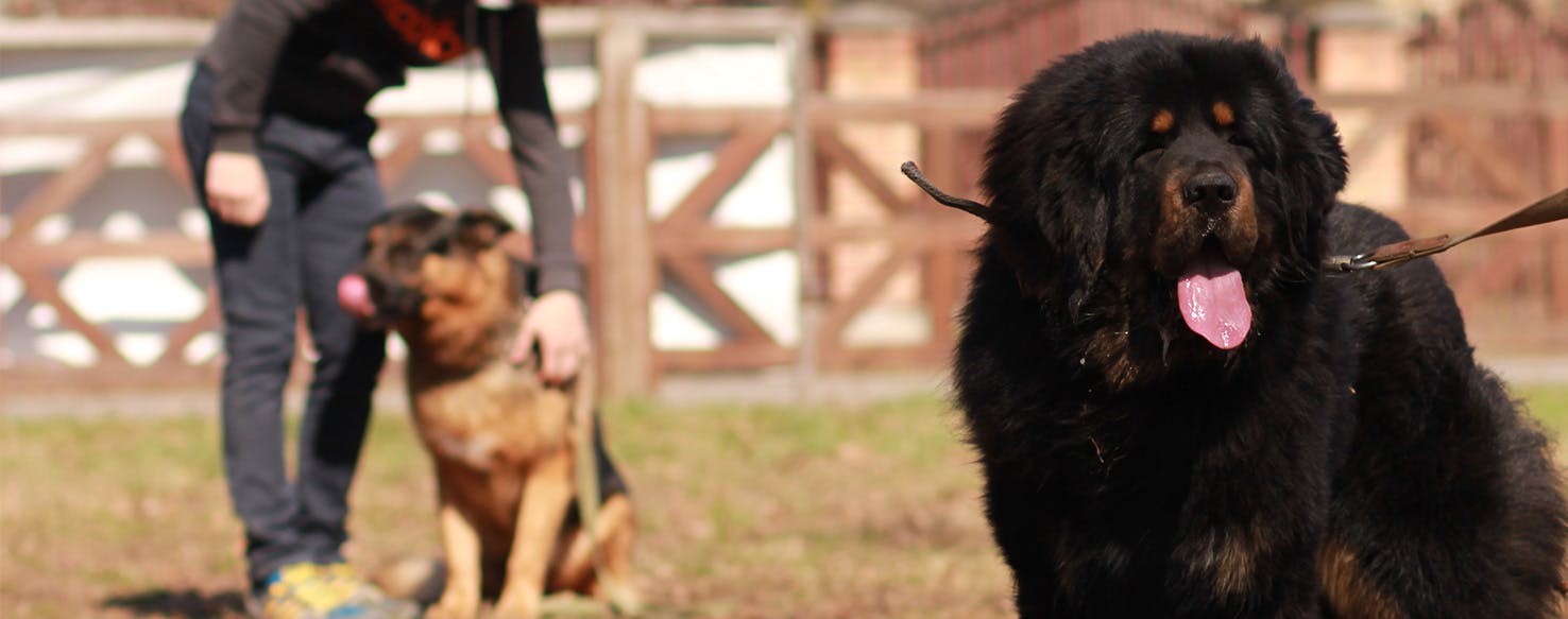 Can Newfoundland Dogs Live in Florida?