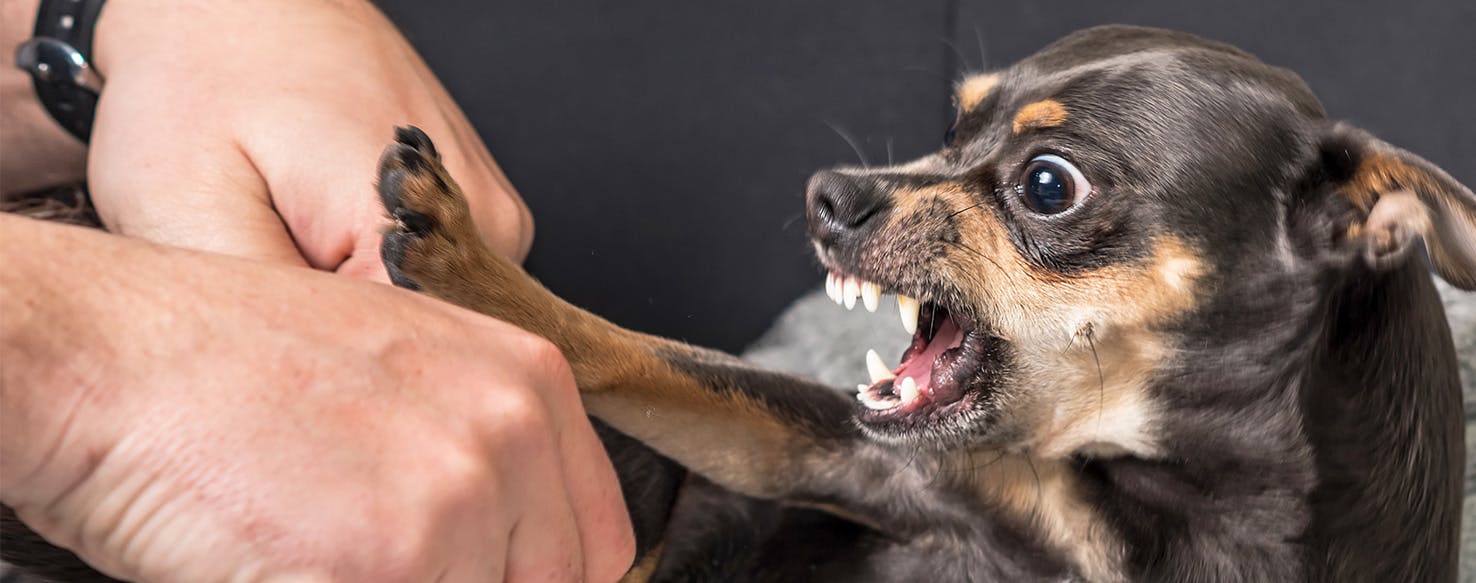 Can Dog Bites Get Infected?