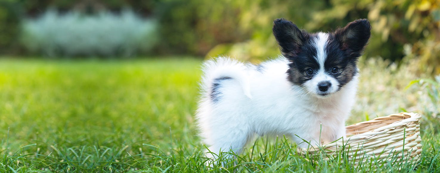 can dogs eat cranberries for uti