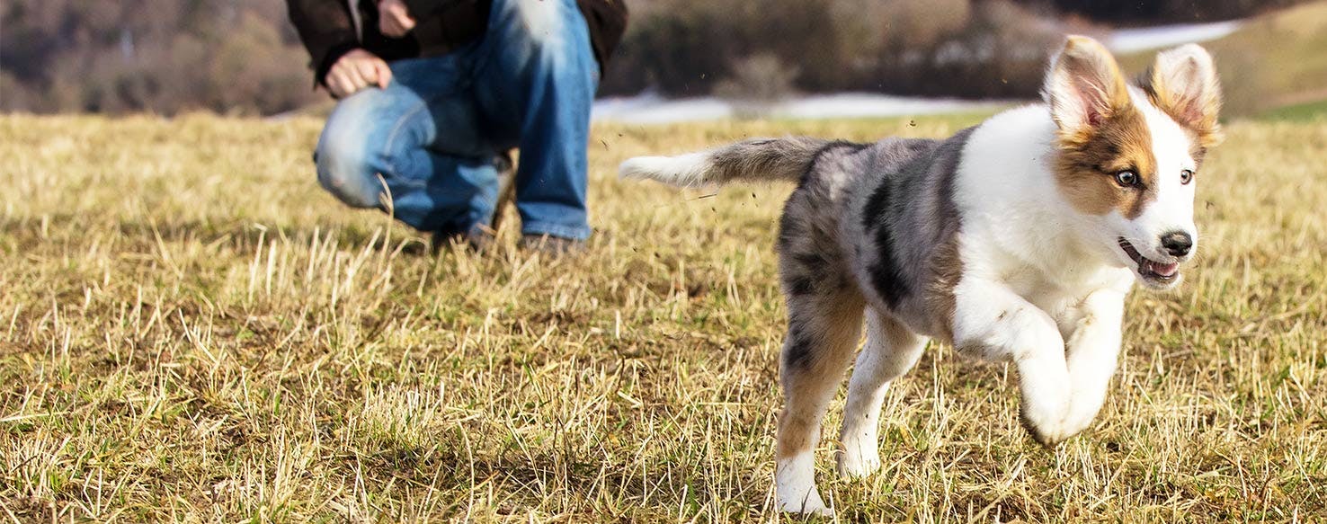 what happens if a dog attacks a intruder