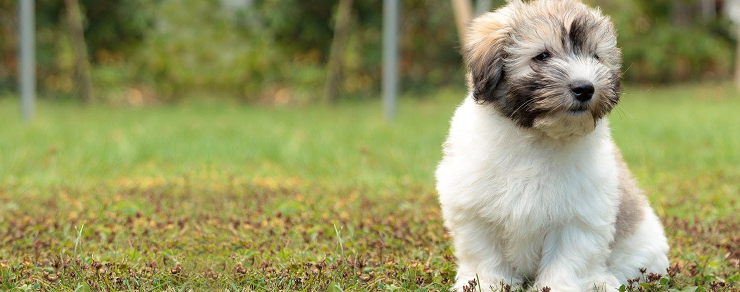 Can Dogs Taste Cauliflower?