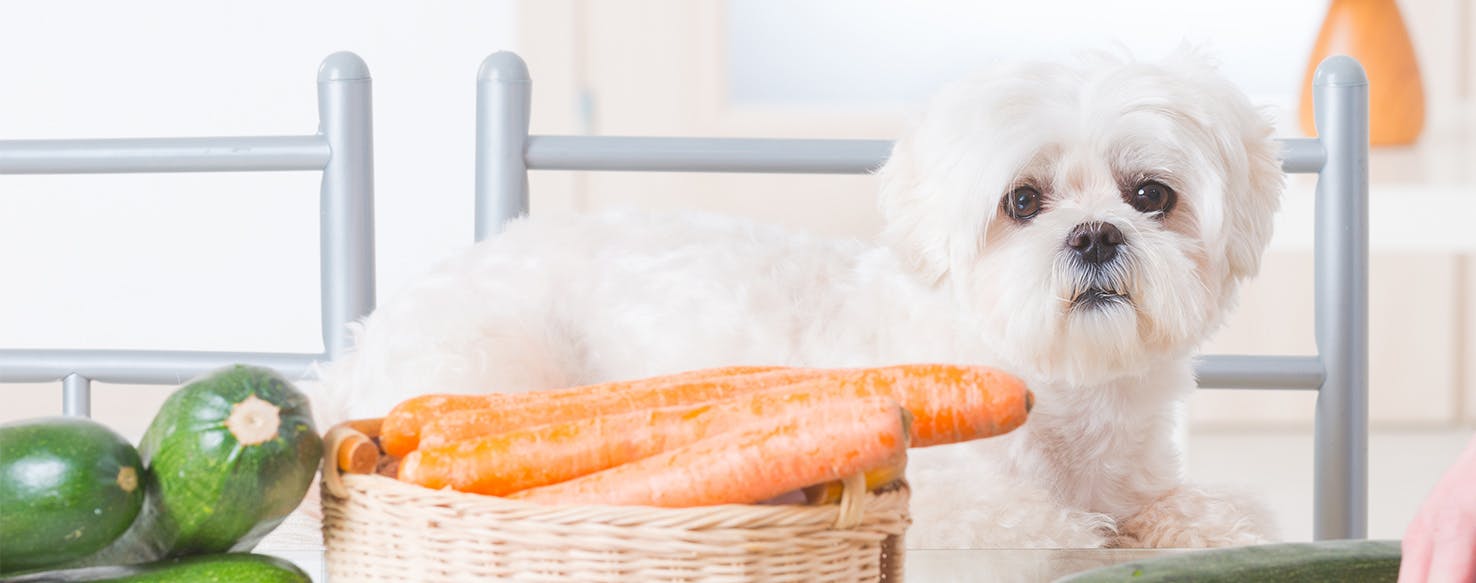 Can Dogs be Vegetarian?