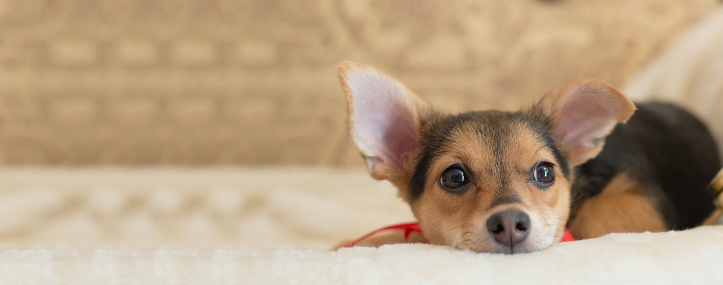 Can Dogs Smell Anxiety?