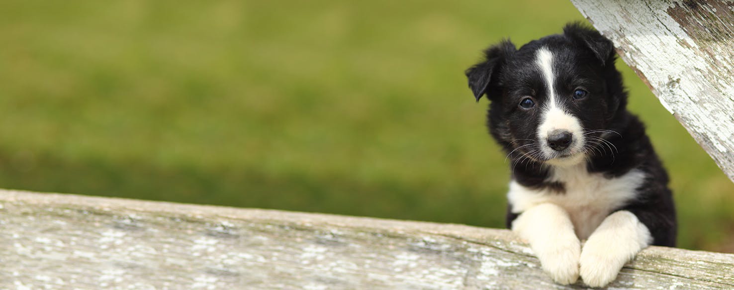 Can Dogs Sense Earthquakes?