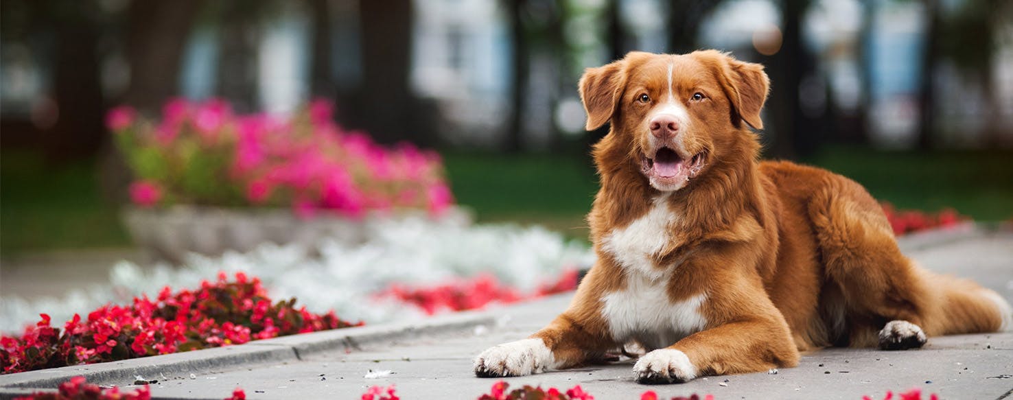 are avocado trees bad for dogs