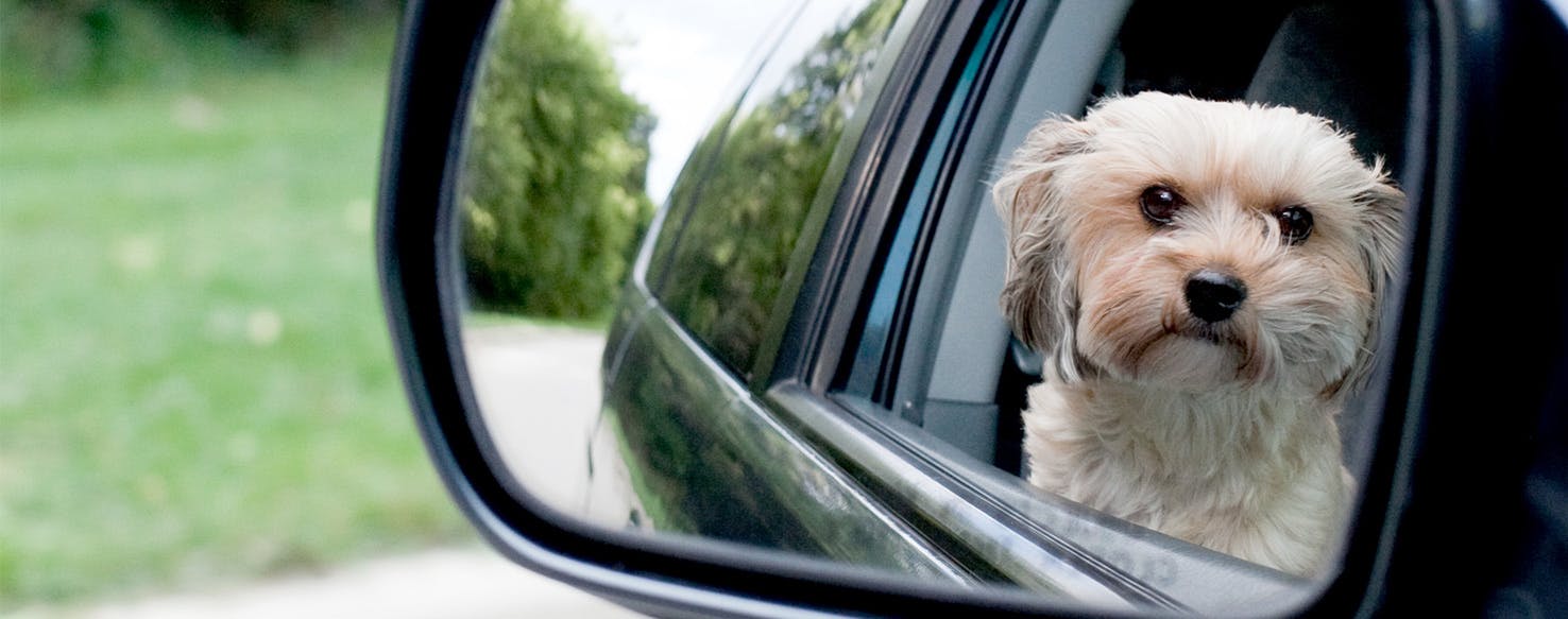 can a dog recognise itself in a mirror