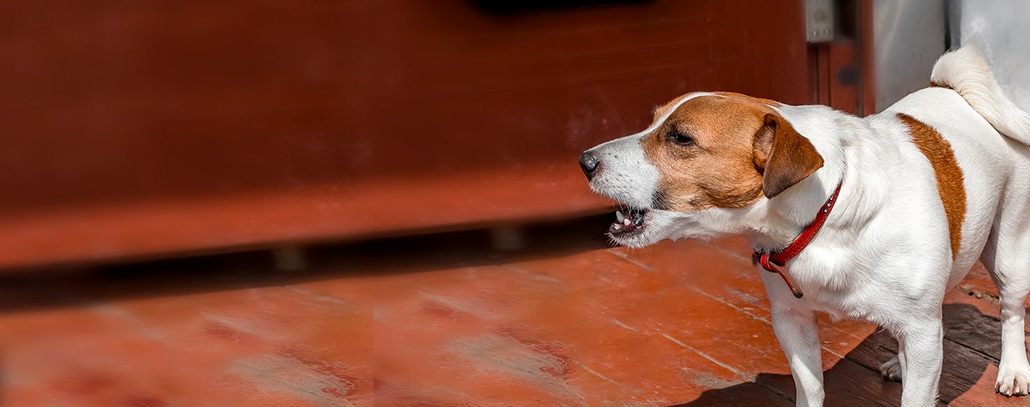 why do dogs always bark at the mailman