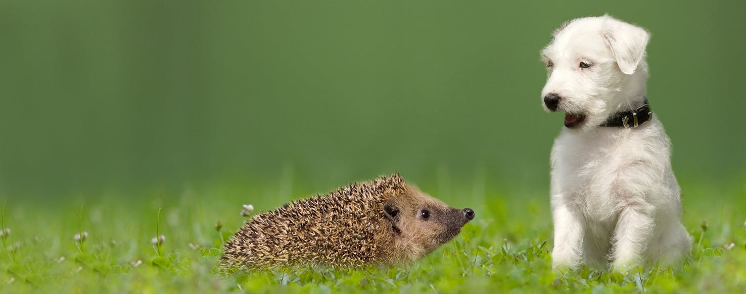 can dogs catch anything from hedgehogs