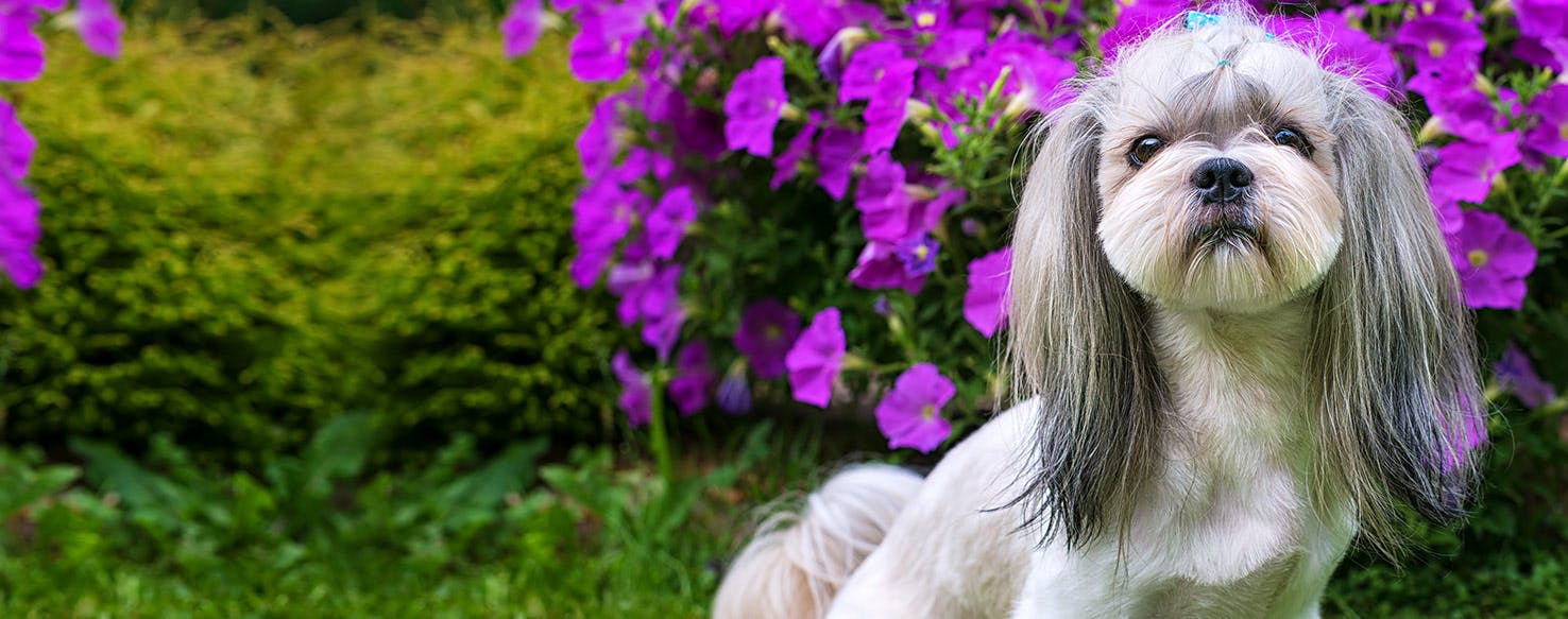 Can Dogs Live with Elbow Dysplasia?
