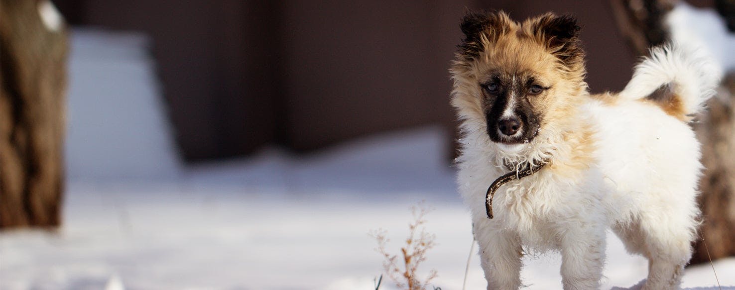 what dogs can handle cold weather