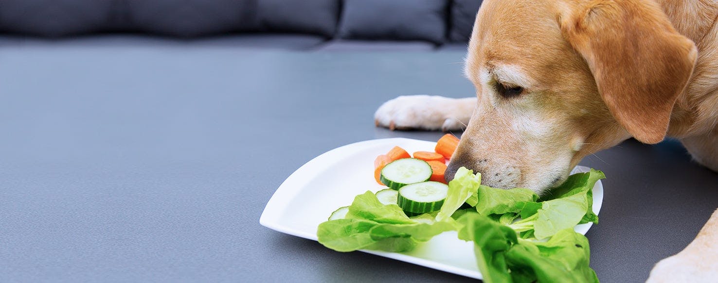 what human foods can dogs eat