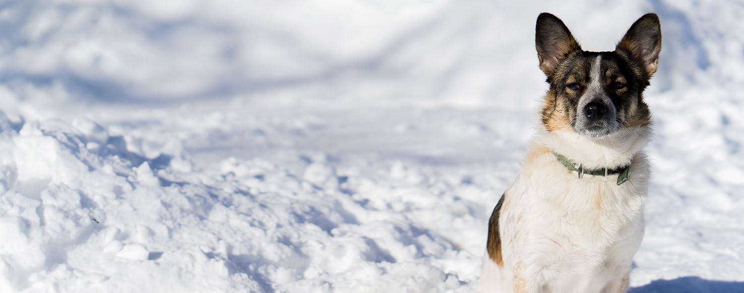 Can Dogs Feel Cold Weather?