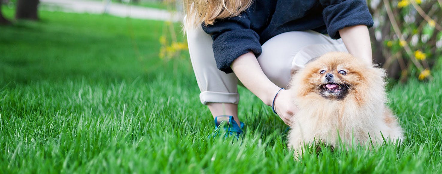 Can Dogs Smell Diabetes?