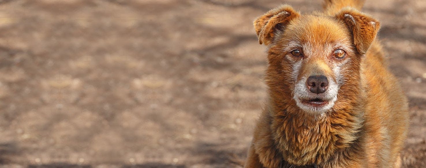 Can Blind Dogs Live A Happy Life?