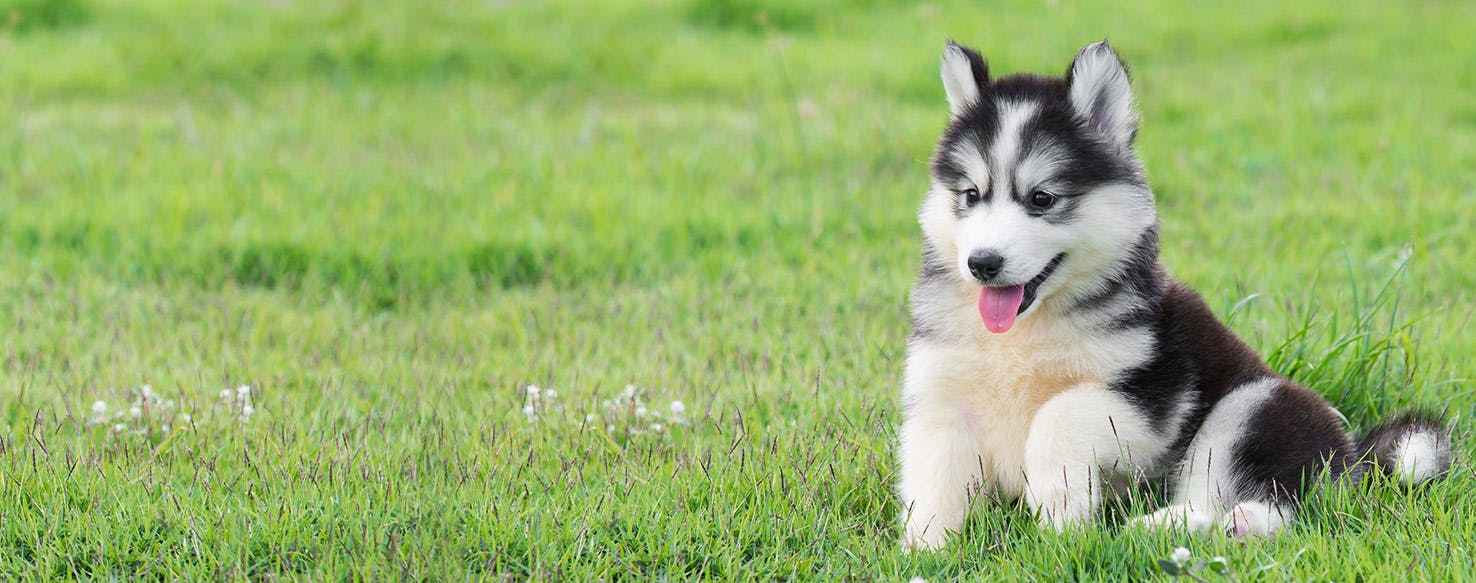 Can Dogs Taste Cashews?