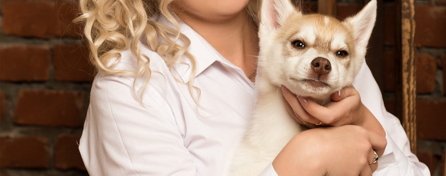Can Dogs Understand numbers?