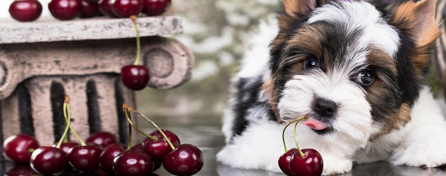 are cherry pits safe for dogs