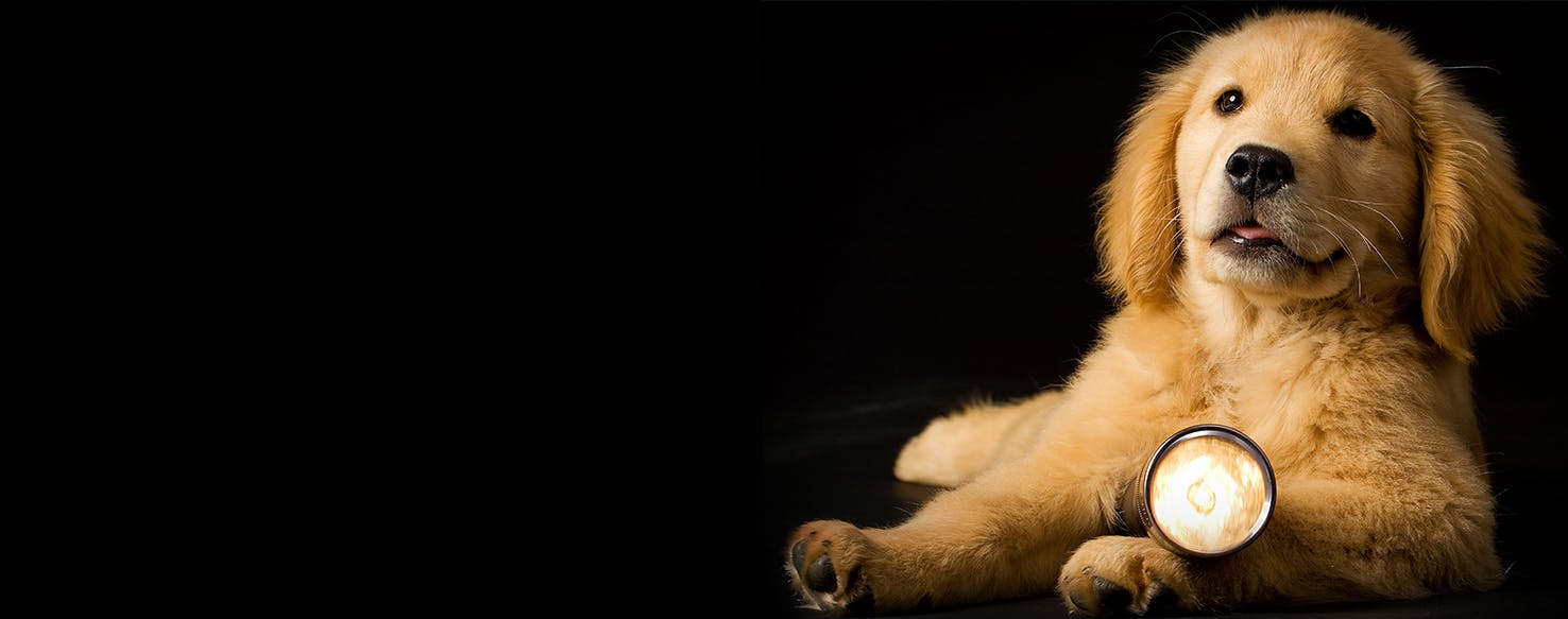 The light of dog