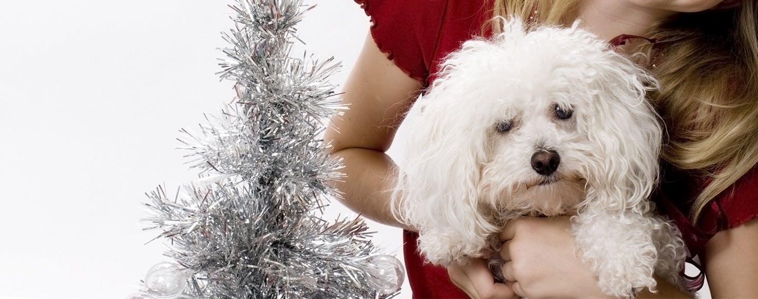 Can Dogs Smell Through Aluminum Foil?