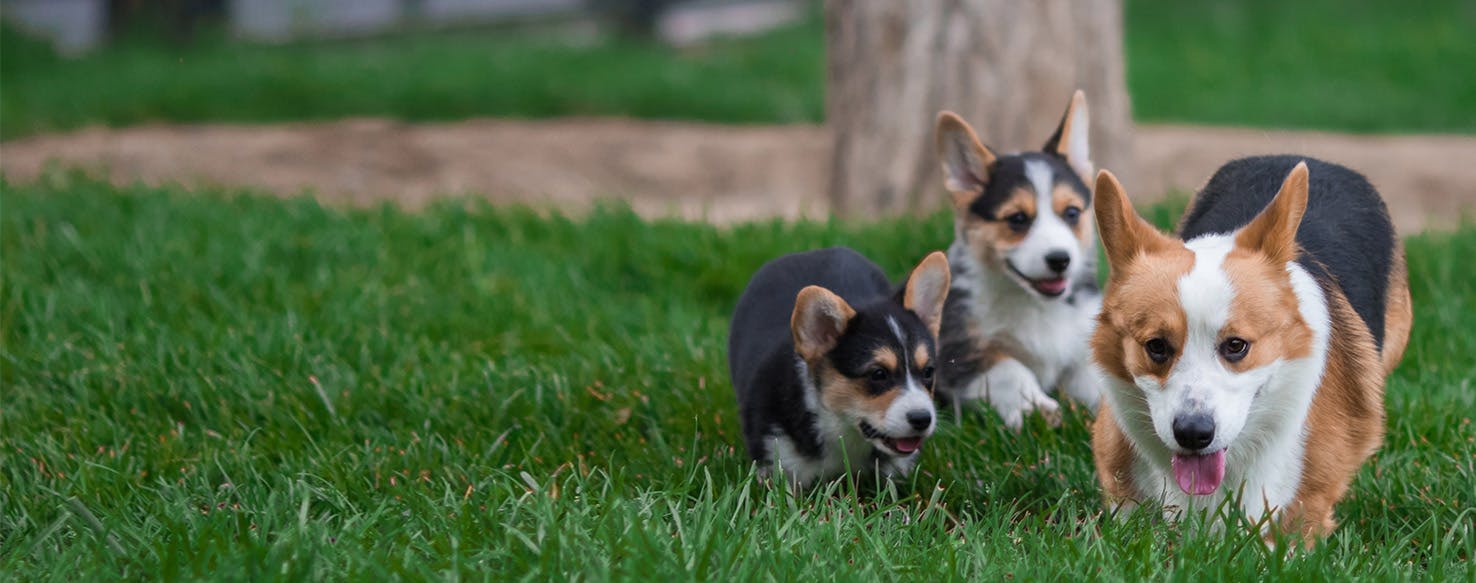 Can Dogs Sense Family?