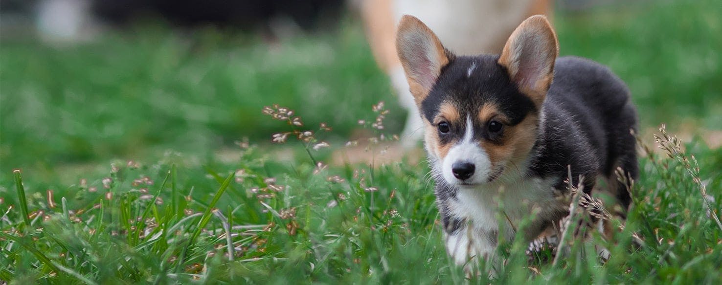 do all dogs stop eating before labor