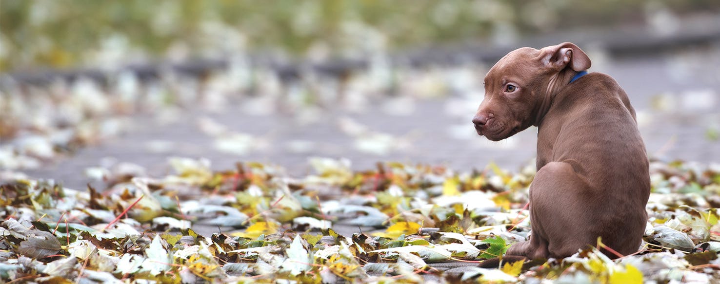 can dogs sense hurricane coming