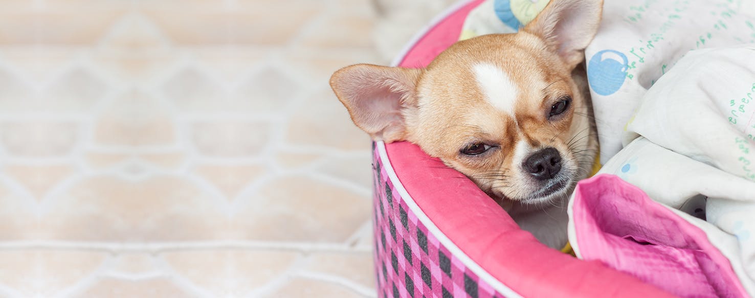 Dog lethargic after store shots