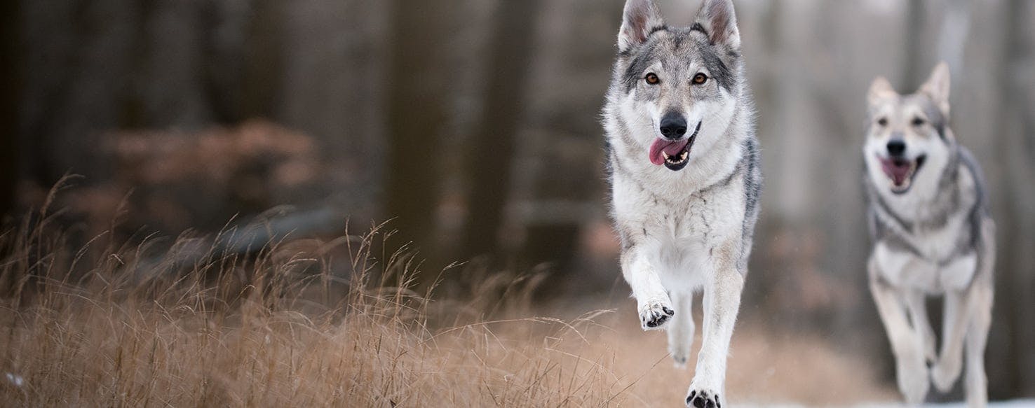 hierran wolfdog wags its tail