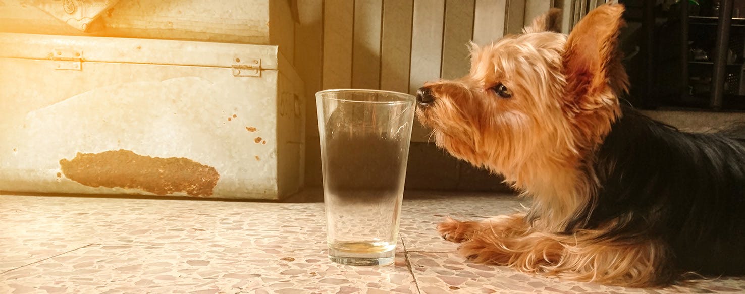 can dogs smell through glass jars