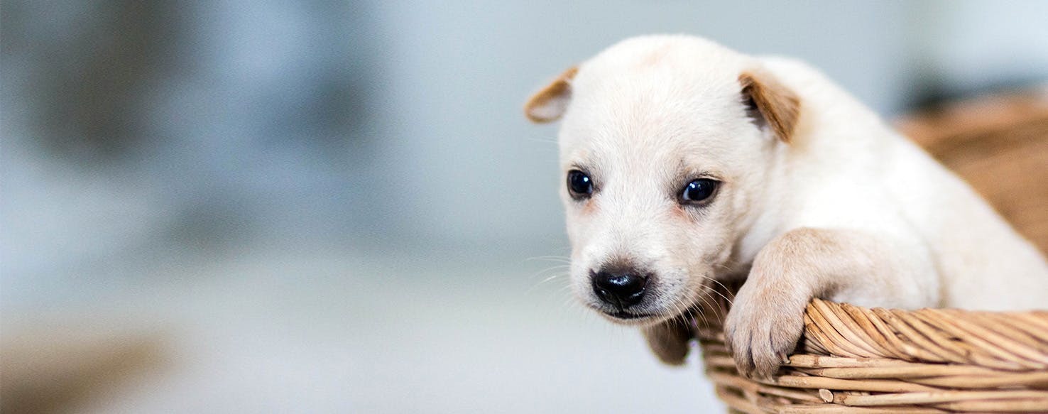 Manuka honey for outlet dogs upset stomach