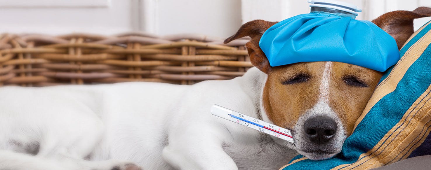 Can Dogs Catch the Flu?