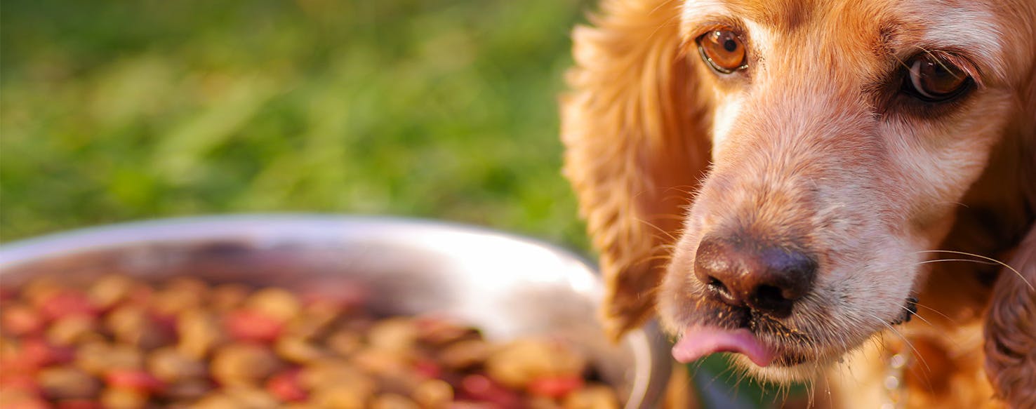 Can Dogs Have Garlicky Food?