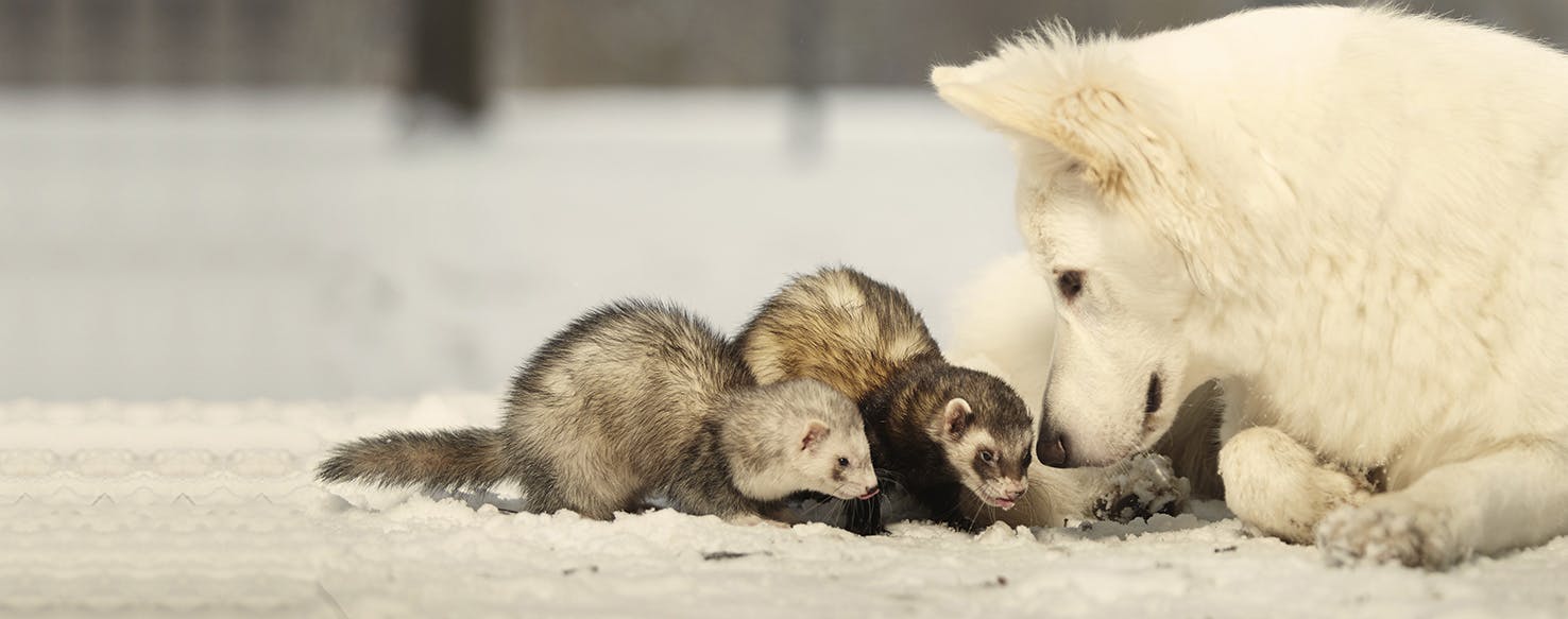 Can Dogs Live with Ferrets?