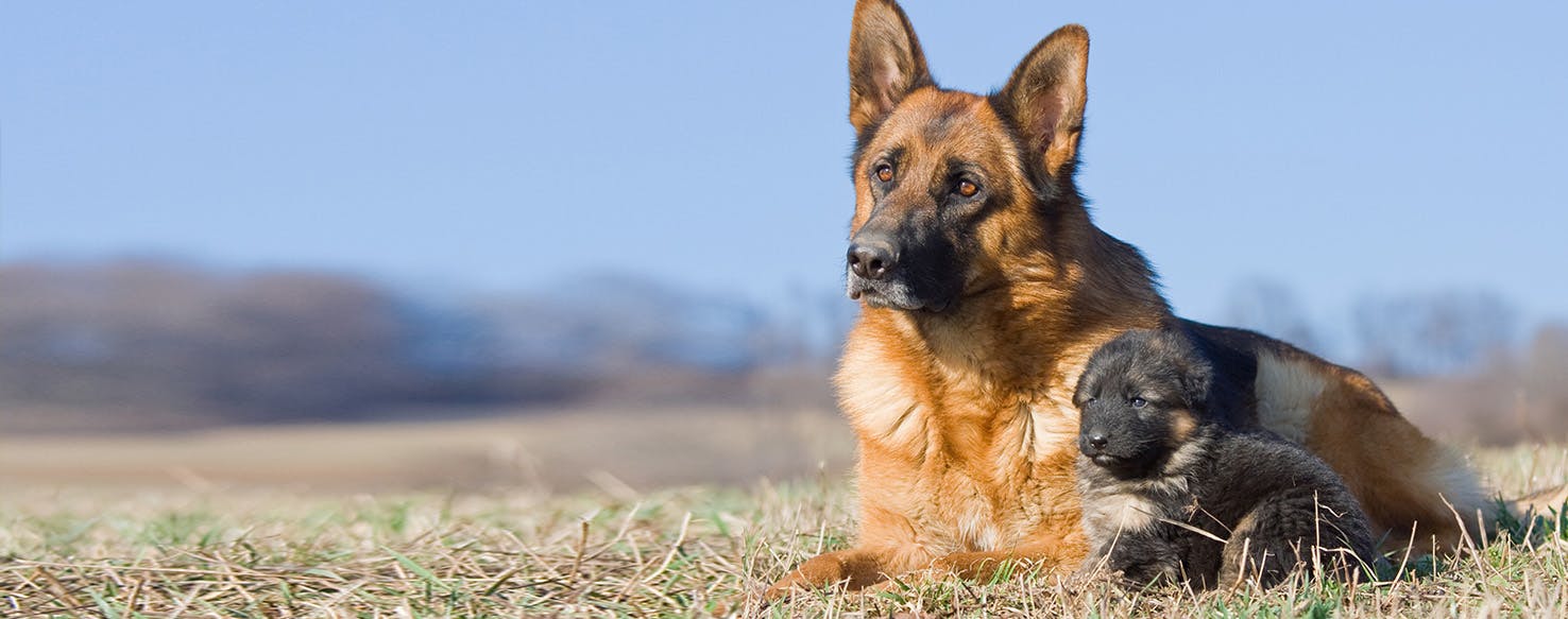 Dog pregnant with one hot sale puppy