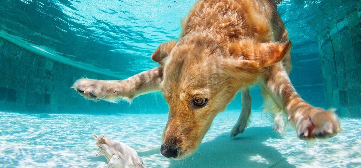 can-a-dog-smell-underwater