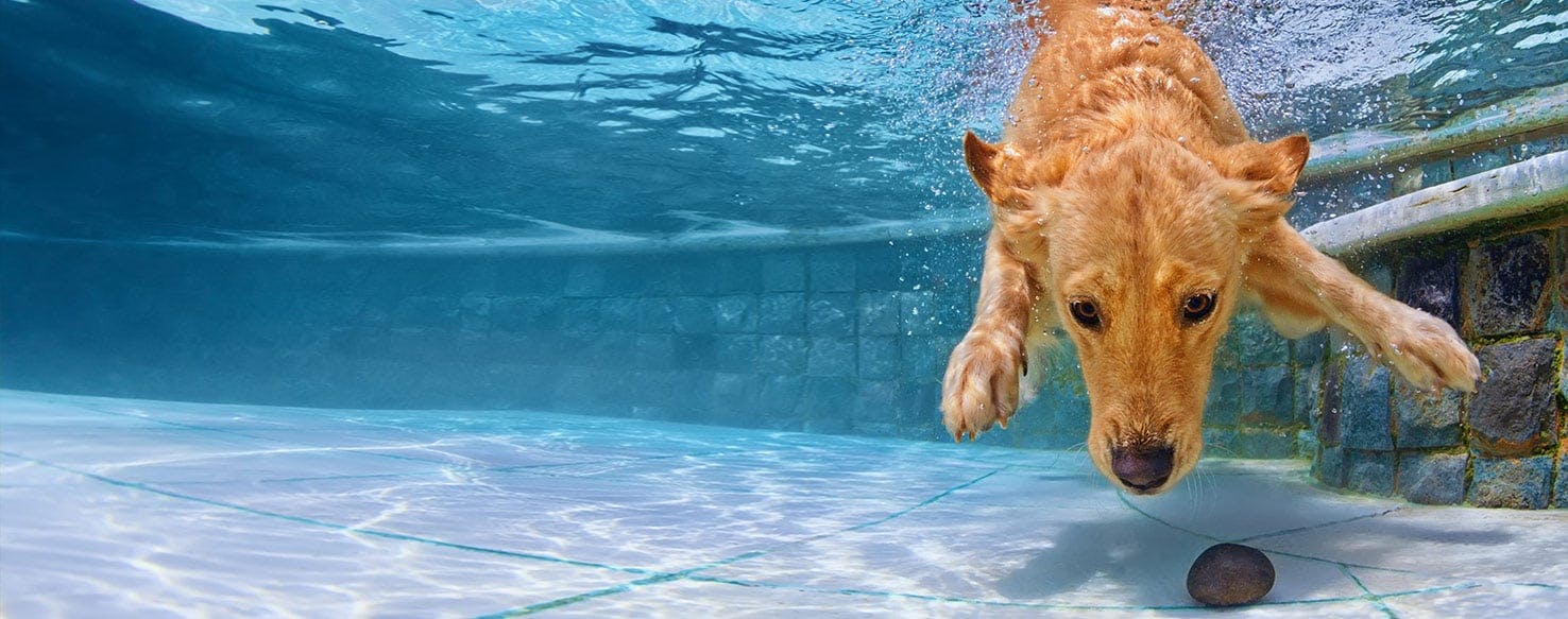 can dogs put their noses underwater