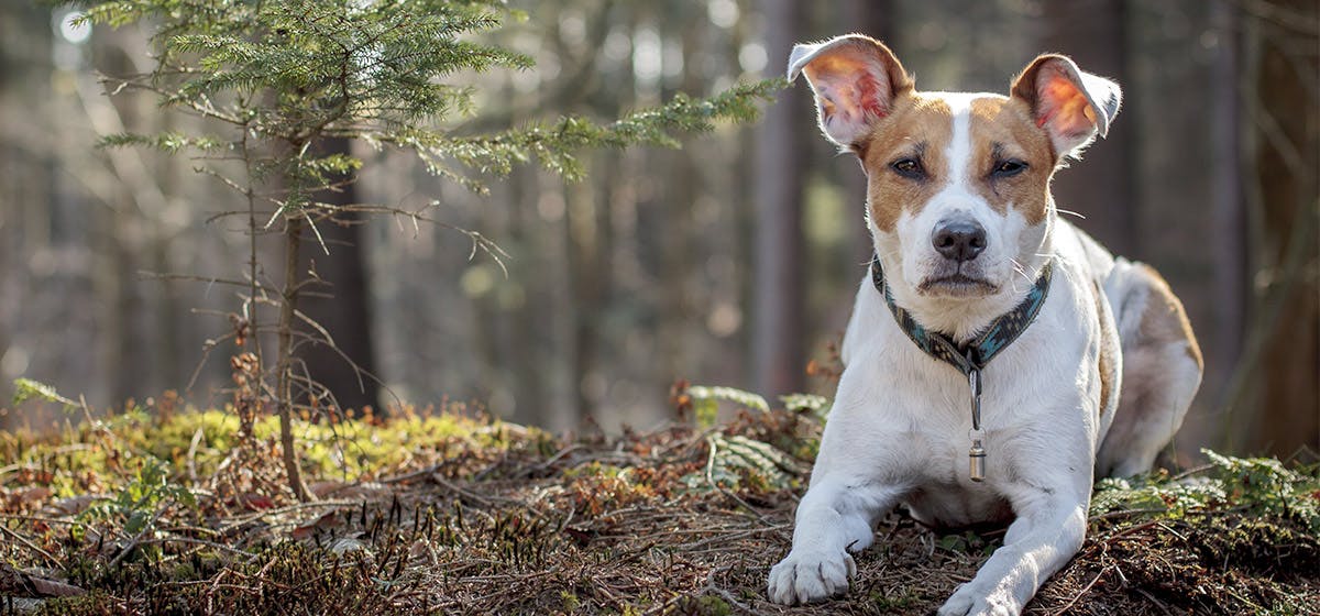 Can Dogs Live with Geckos? - Wag!