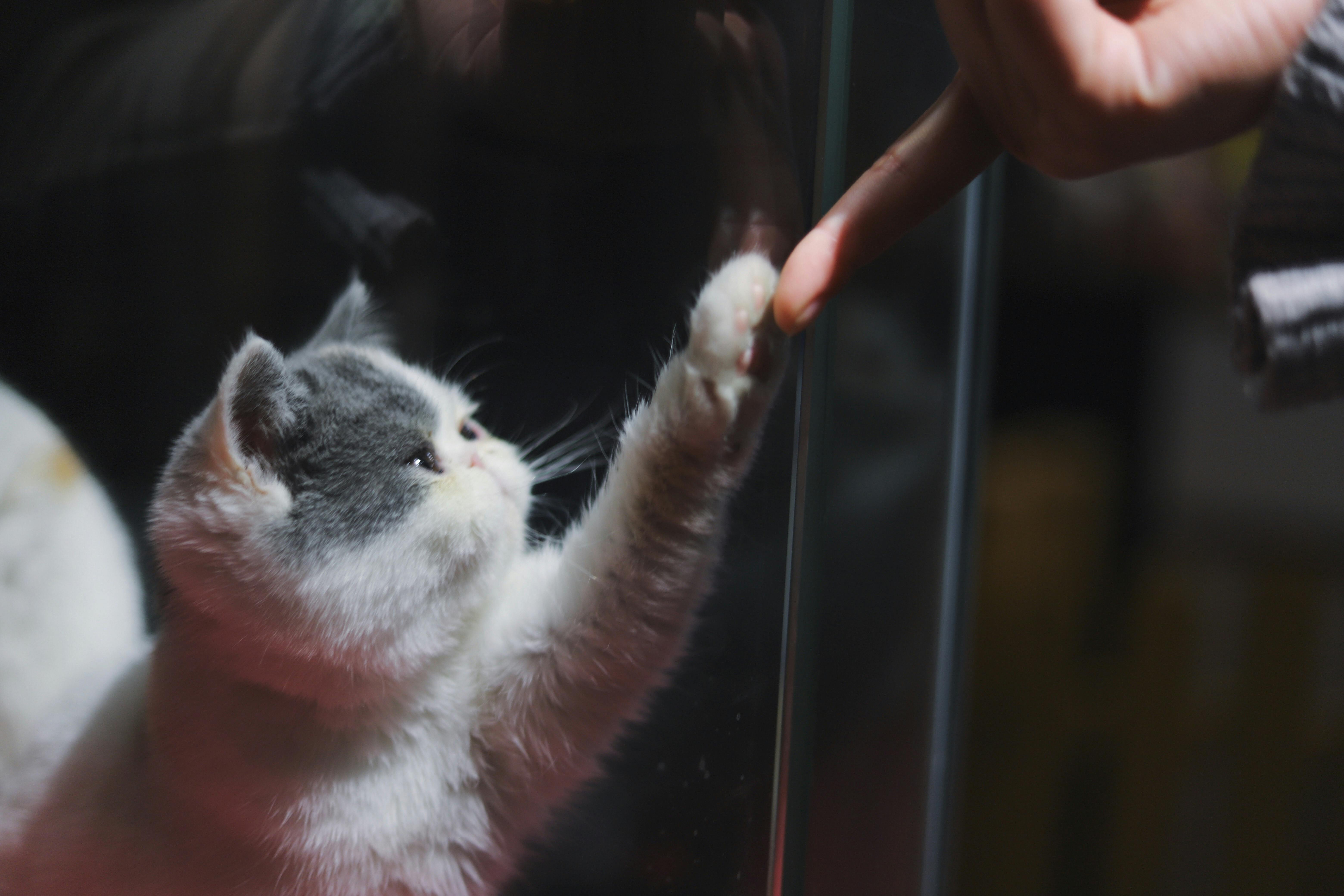 Do Cats Worry About Their Humans?